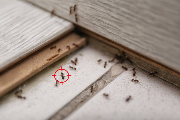 Trusted Mount Vernon, TX Pest Control Experts