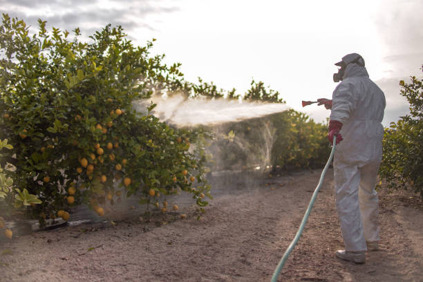 Best Residential Pest Control  in Mount Vernon, TX
