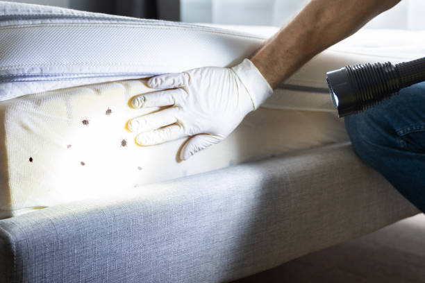 Best Insect Control  in Mount Vernon, TX