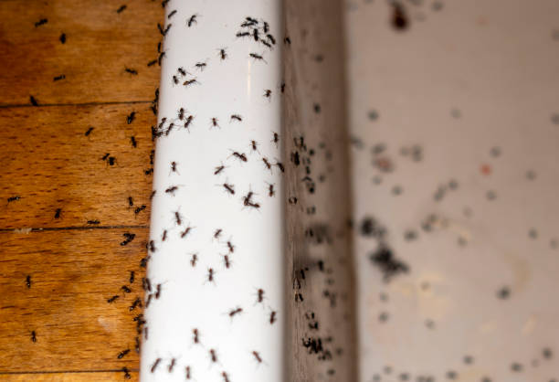Best Best Pest Control Companies  in Mount Vernon, TX